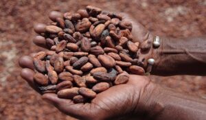 Ghana: il cioccolato non crea più dipendenza