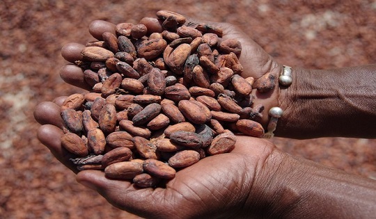 Ghana: il cioccolato non crea più dipendenza