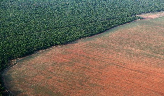 Amazzonia: la foresta quasi perduta