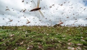 Locuste e clima: un pericoloso connubio