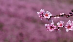 Alla ricerca della Primavera